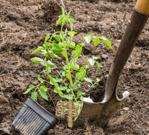 conseils plantation tomate