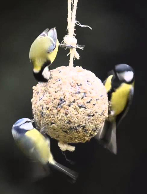 jardinerie-des-tropiques-toulouse-nourriture-oiseaux