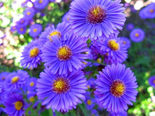 jardineriedestropiques-muret-aster-a-offrir