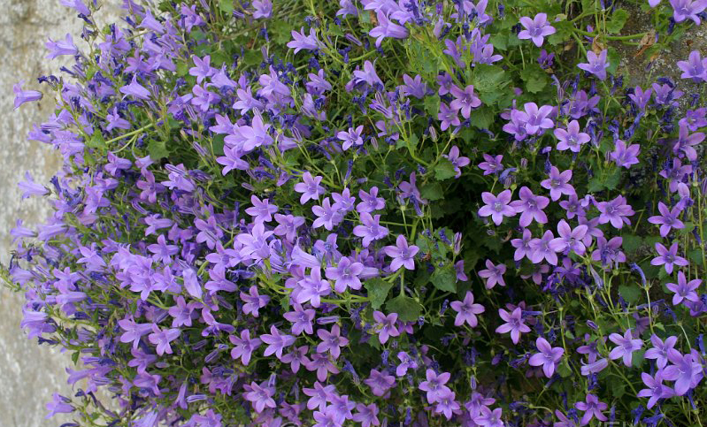 jardineriedestropiques-muret-campanule