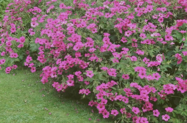 jardineriedestropiques-muret-geranium-vivace