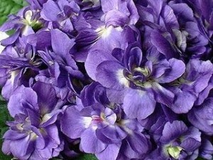 Jardinerie-des-tropiques-muret-toulouse-violettes