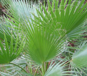 jardinerie-des-tropiques-toulouse-muret-palmier-jupon